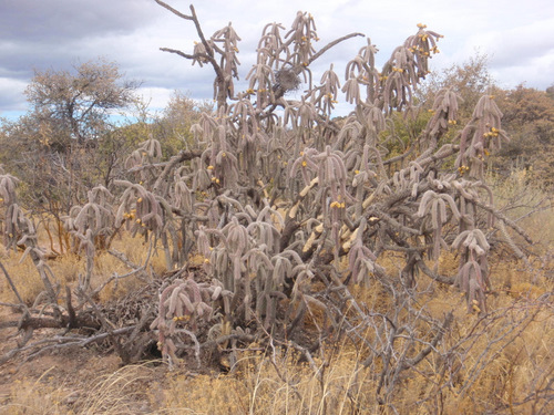 Cane Cholla Cactus.